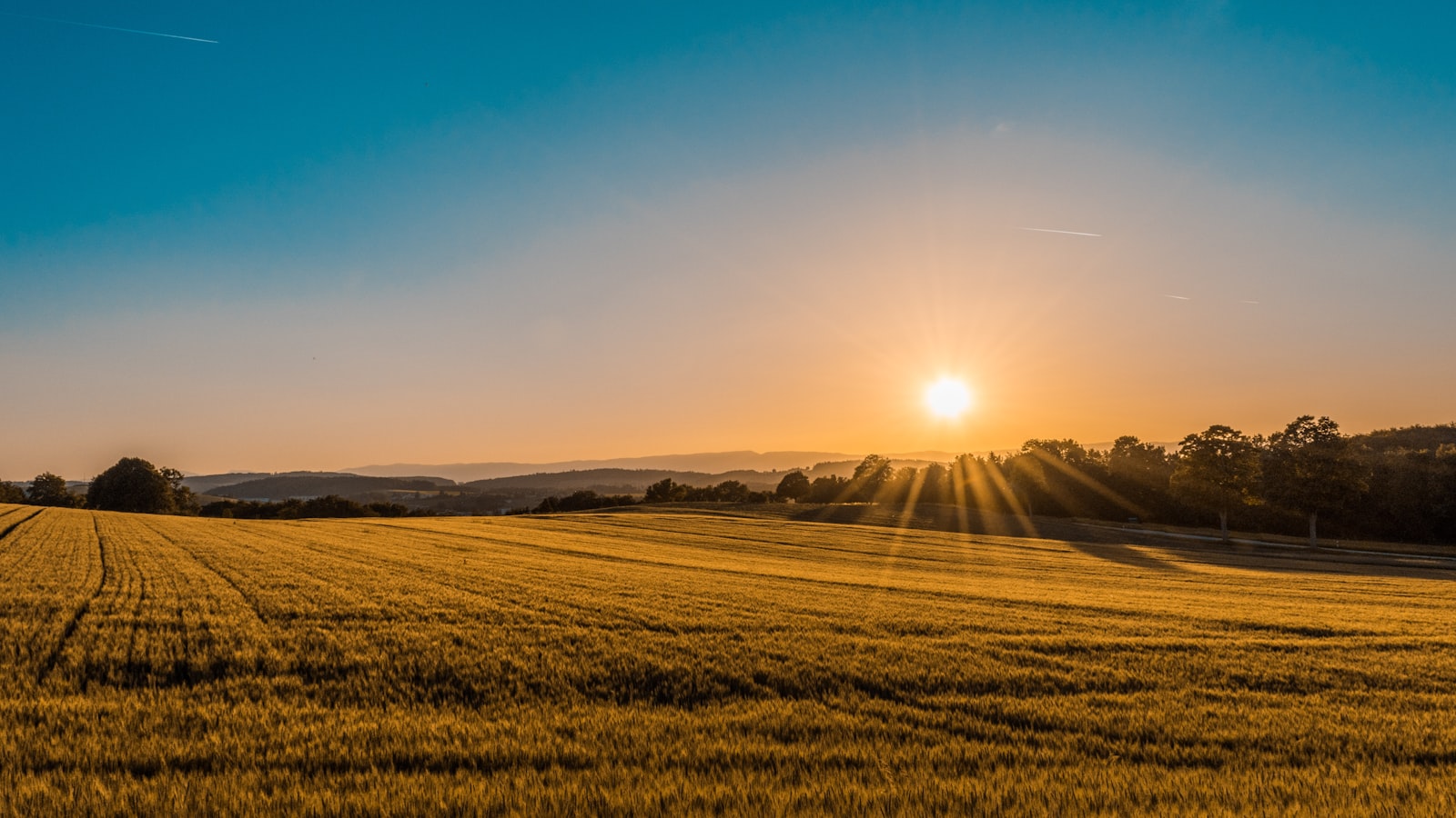Campo de produção agrícola ao pôr do sol